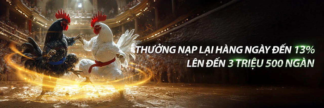 Đấu gà kịch tính tại đấu trường